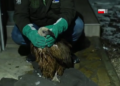 Beloglavi sup spustio se na krov kuće: Kako je izgledala akcija spasavanja iznemogle ptice?