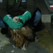 Beloglavi sup spustio se na krov kuće: Kako je izgledala akcija spasavanja iznemogle ptice?