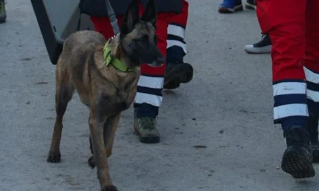 Јунак потраге је пас Горске службе спасавања који је пронашао девој