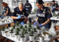 Policija razbila laboratoriju droge: Zaplenjeno 180 stabljika kanabisa u stanu!