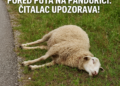 Uginule ovce ostavljene pored puta na Pandurici: Čitalac upozorava!