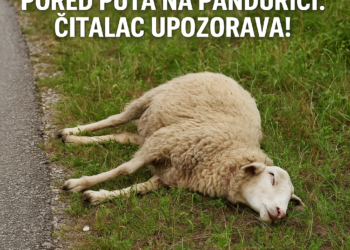Uginule ovce ostavljene pored puta na Pandurici: Čitalac upozorava!