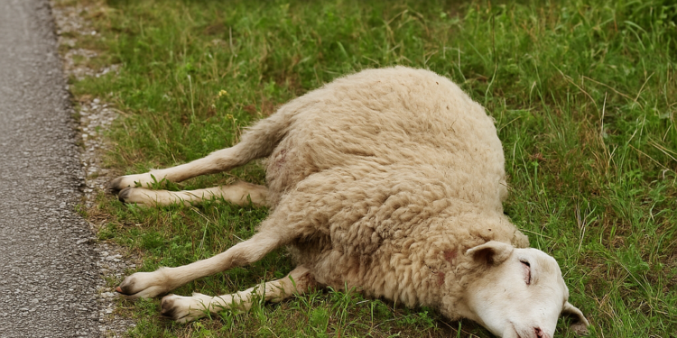 Uginule ovce ostavljene pored puta na Pandurici: Čitalac upozorava! 1 Uginule ovce ostavljene pored puta na Pandurici: Čitalac upozorava!