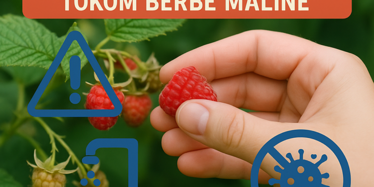 Struka apeluje: Ključna pravila higijene tokom berbe maline 1 Struka apeluje: Ključna pravila higijene tokom berbe maline