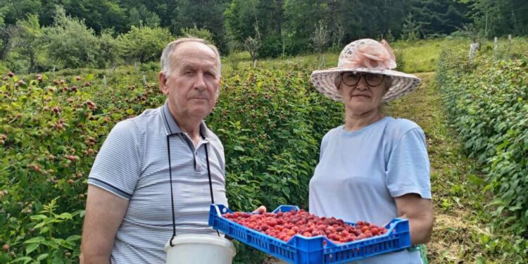 Berba maline u Osoju: Manji rod i neizvesne otkupne cene izazivaju brigu 1 Berba maline u Osoju: Manji rod i neizvesne otkupne cene izazivaju brigu
