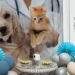 Otvorena veterinarska apoteka Zoohigijene u Čajetini: Briga za zdravlje vaših ljubimaca na dohvat ruke!