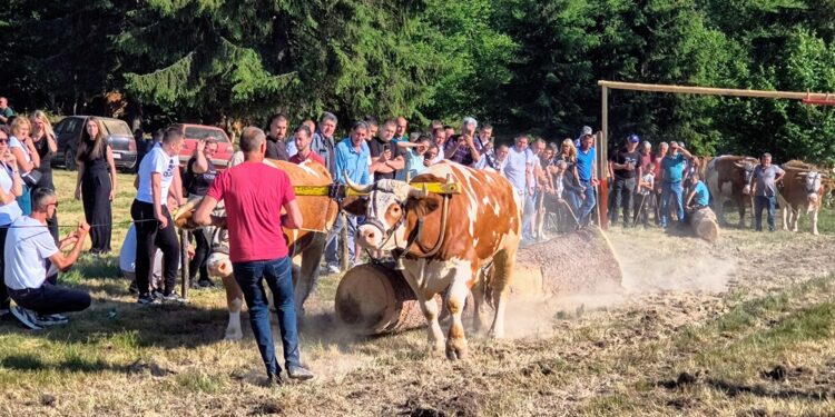 Такмичење рабаџија на Видовдан: Жабљак изнад Ојковице окупио традицију и културу!