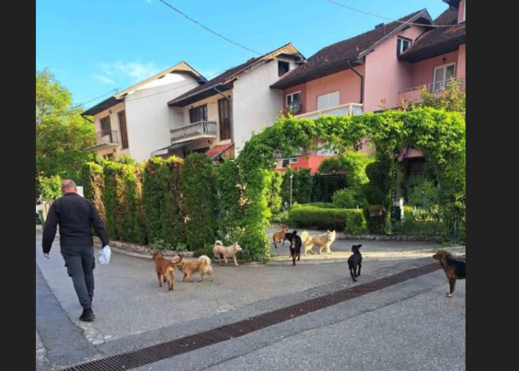 PSI LUTALICE U PRIJEPOLJU: Problem koji traje godinama, a rešenja se odlažu